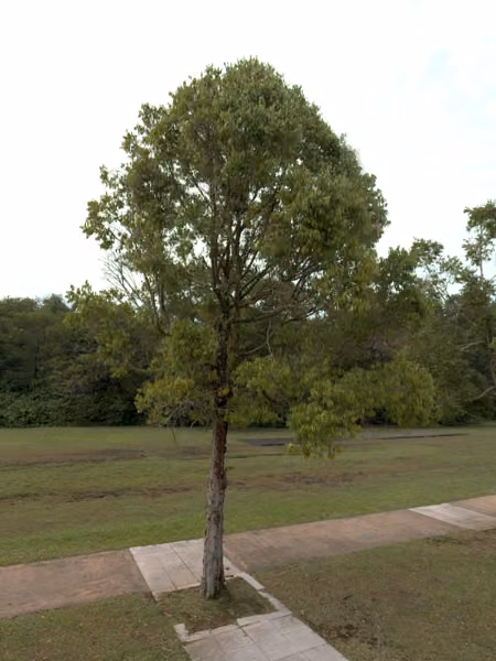 tree photo