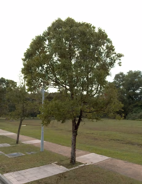 tree photo