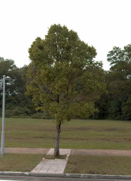 tree photo