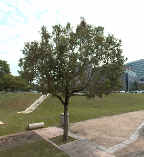tree photo