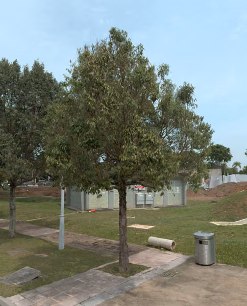 tree photo
