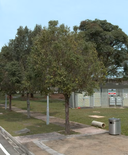 tree photo