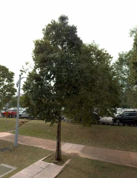 tree photo
