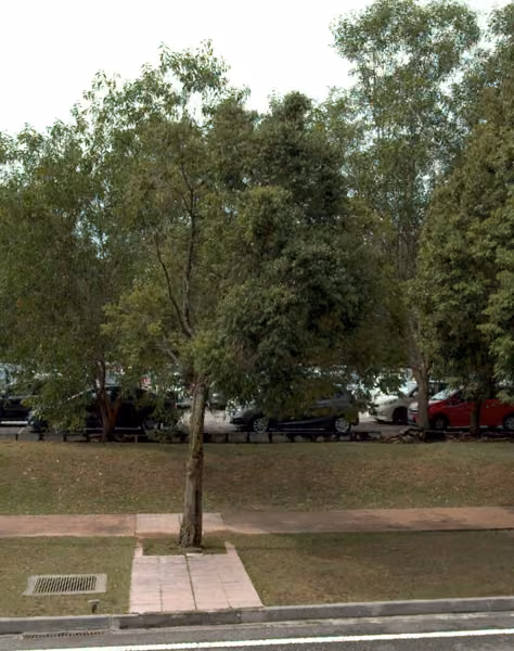tree photo