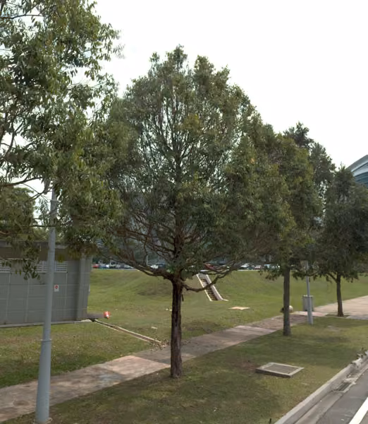 tree photo