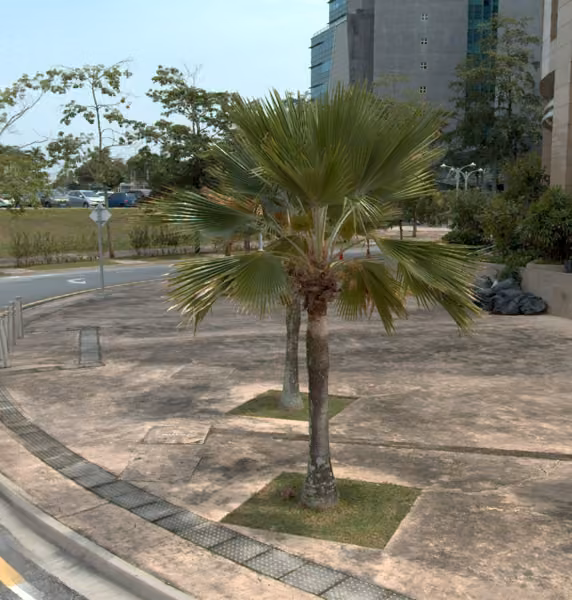 tree photo