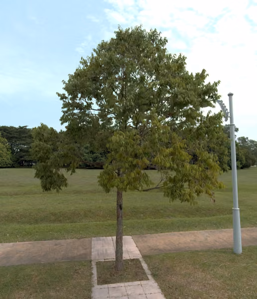tree photo