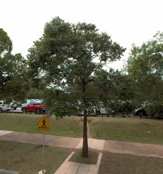 tree photo