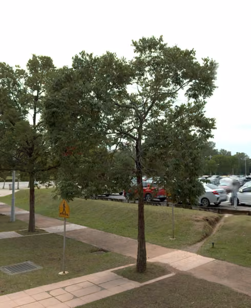 tree photo