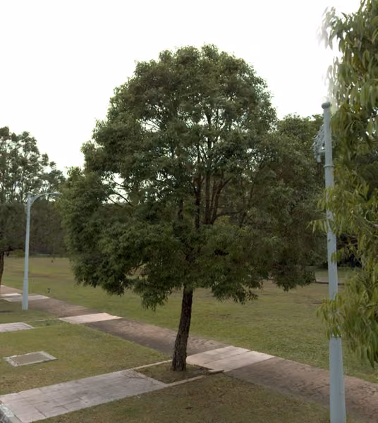 tree photo