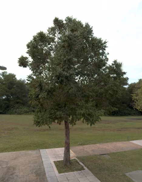 tree photo