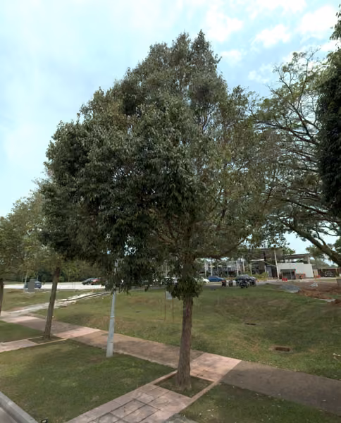 tree photo