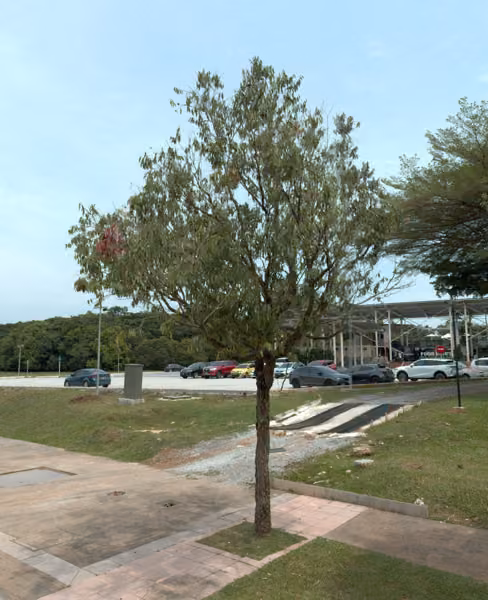 tree photo