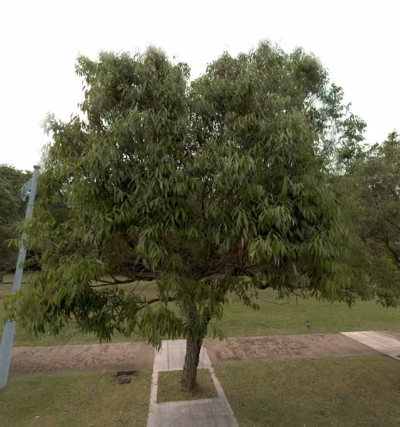tree photo