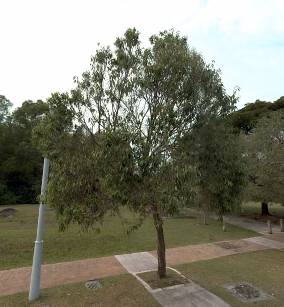 tree photo
