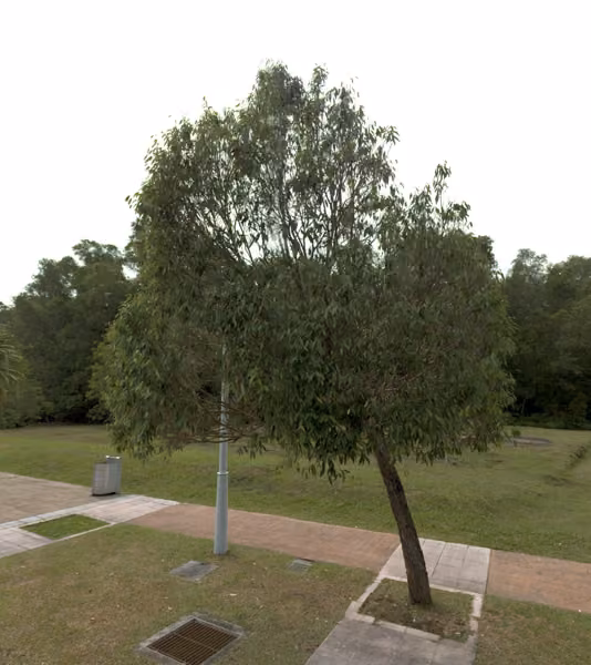 tree photo