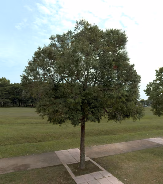 tree photo