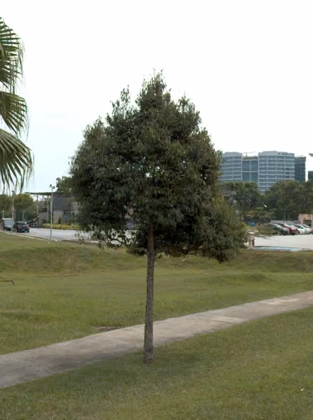 tree photo