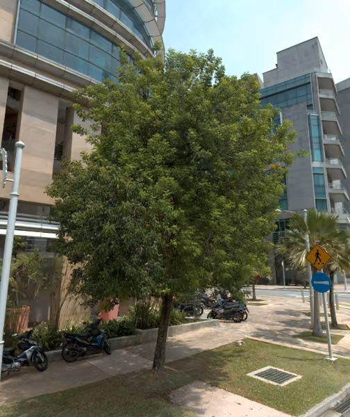 tree photo