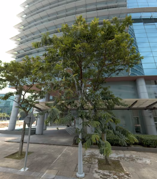 tree photo