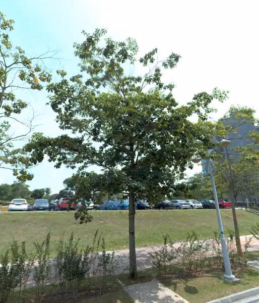 tree photo