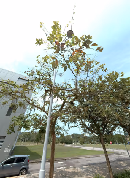 tree photo