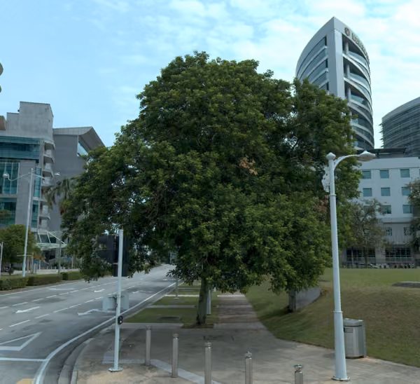 tree photo
