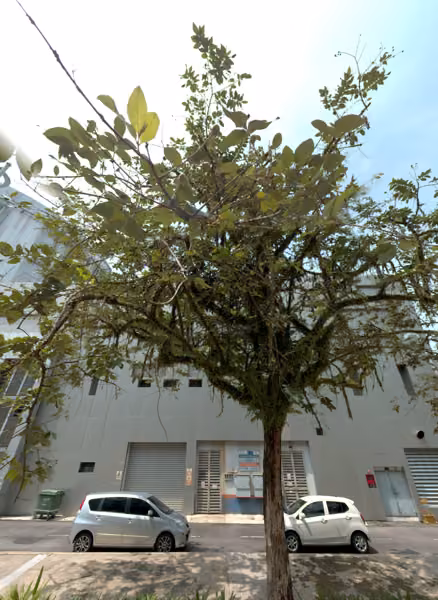 tree photo