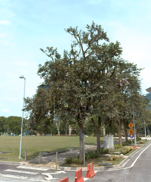 tree photo