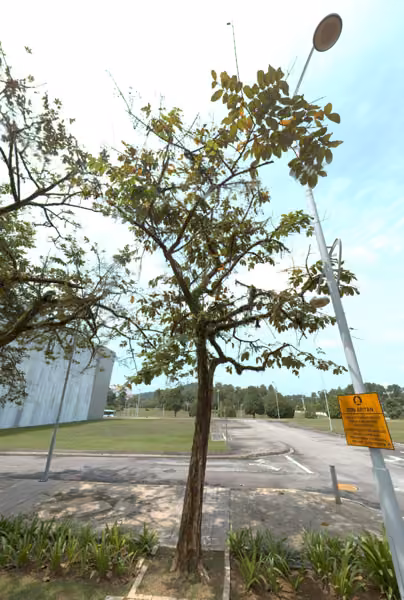 tree photo