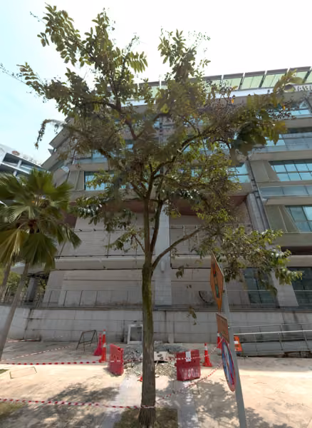 tree photo