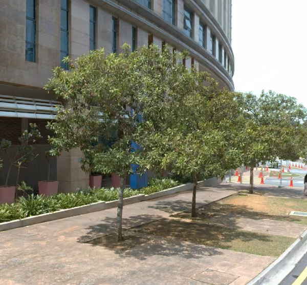 tree photo