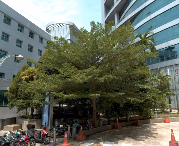 tree photo
