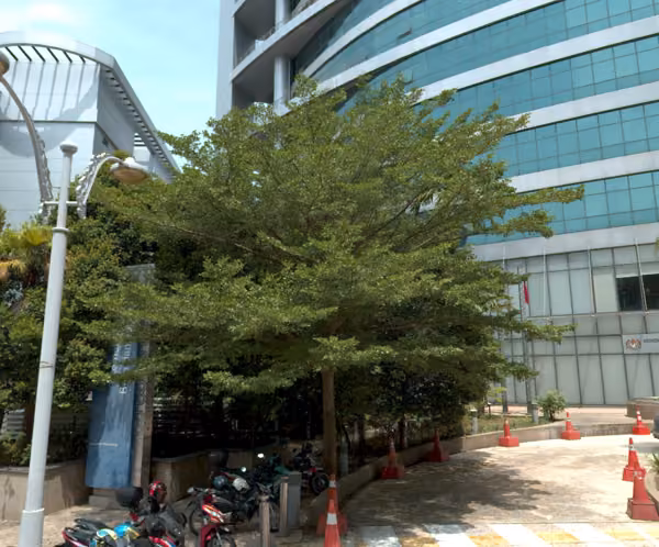 tree photo