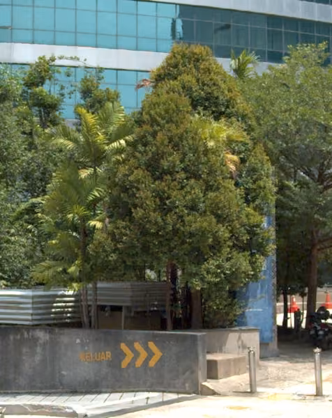 tree photo