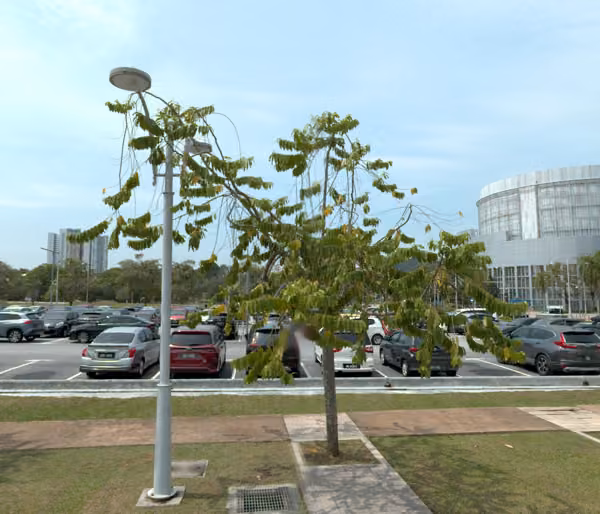 tree photo