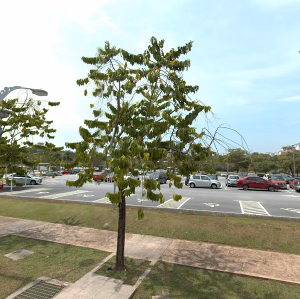 tree photo