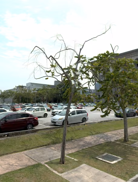 tree photo