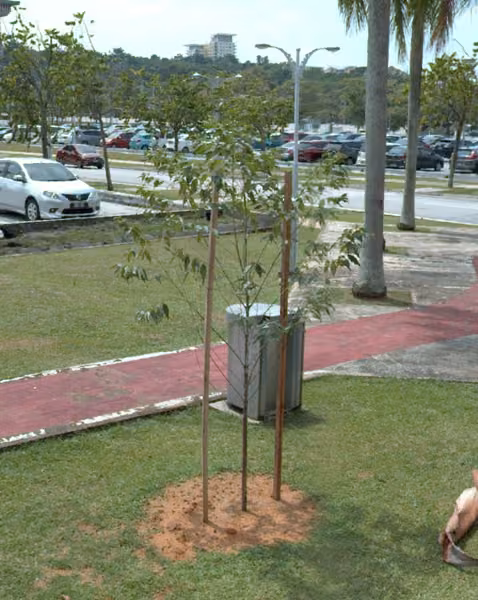 tree photo
