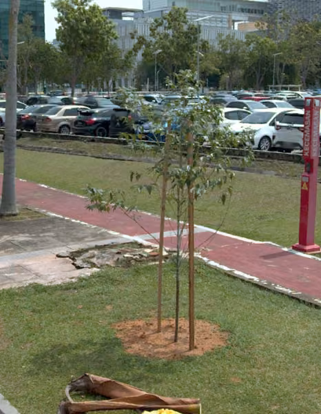 tree photo