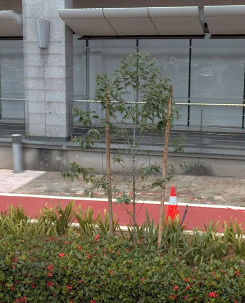 tree photo