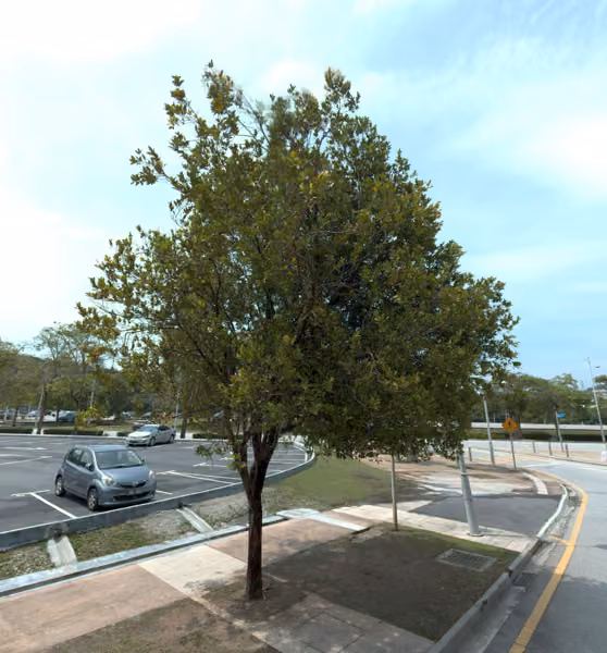 tree photo