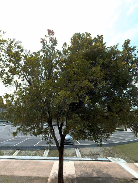 tree photo