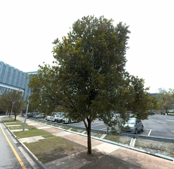 tree photo