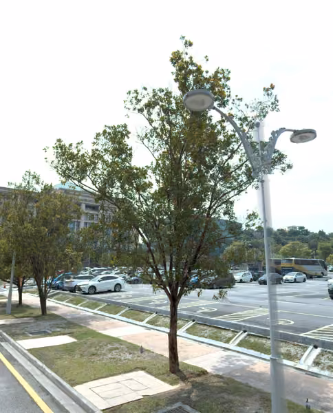 tree photo