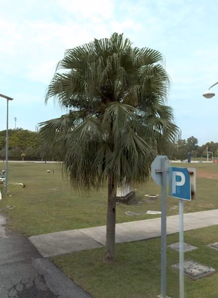 tree photo