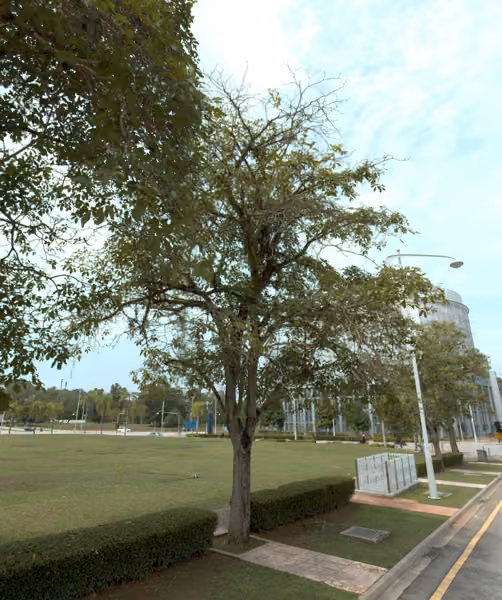 tree photo