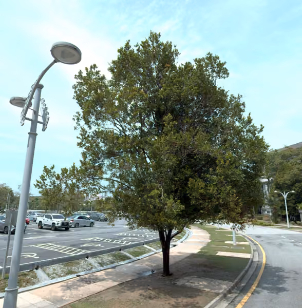 tree photo