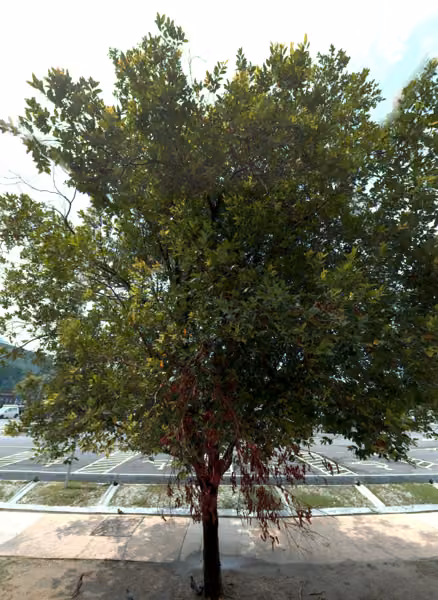 tree photo