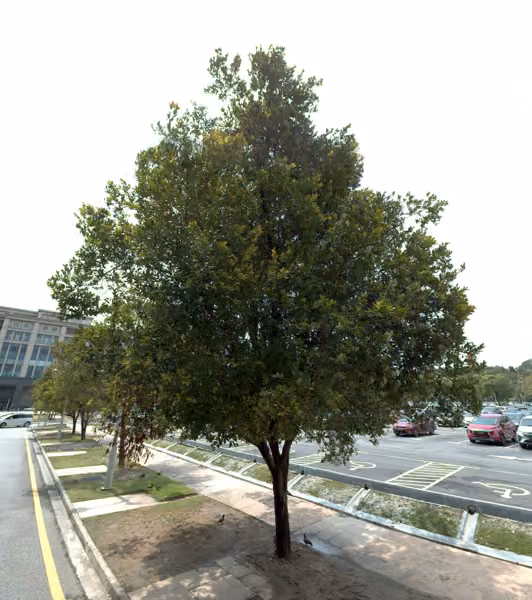 tree photo